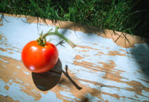 Močiutės receptas pomidorų apsaugai: šimtmečio patikrinta priemonė nuo visų ligų Pomidorų apsauga.