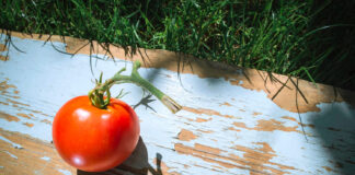 Močiutės receptas pomidorų apsaugai: šimtmečio patikrinta priemonė nuo visų ligų Pomidorų apsauga.