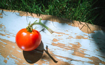 Močiutės receptas pomidorų apsaugai: šimtmečio patikrinta priemonė nuo visų ligų Pomidorų apsauga.