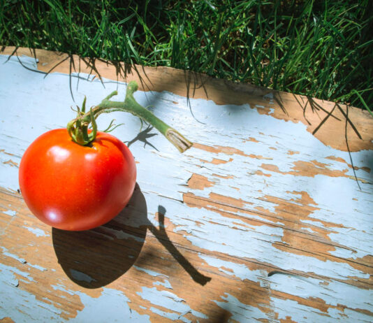 Močiutės receptas pomidorų apsaugai: šimtmečio patikrinta priemonė nuo visų ligų Pomidorų apsauga.