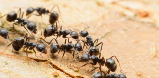 Užplikykite šią „arbatą“ – skruzdėlės iš kiemo dings akimirksniu Priemonė nuo skruzdelių.