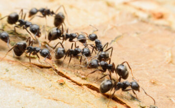 Užplikykite šią „arbatą“ – skruzdėlės iš kiemo dings akimirksniu Priemonė nuo skruzdelių.