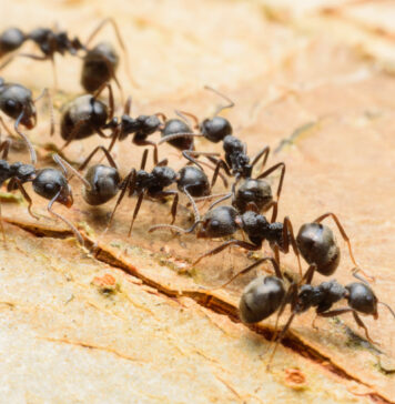 Užplikykite šią „arbatą“ – skruzdėlės iš kiemo dings akimirksniu Priemonė nuo skruzdelių.