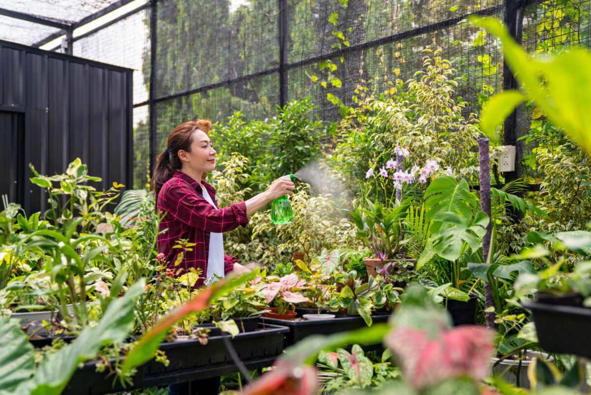 Purškalas nuo amarų. Moteris purškia augalus nuo amarų.