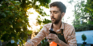 Amarai nekenčia šio kvapo: pasigaminkite nemokamą purškalą nuo amarų Purškalas nuo amarų.