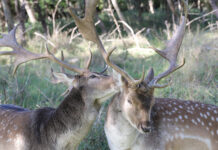 Ragų paieška miškuose: pavojai, apie kuriuos retas pagalvoja Ragų paieška miške.