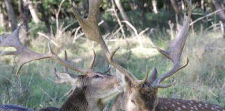 Ragų paieška miškuose: pavojai, apie kuriuos retas pagalvoja Ragų paieška miške.
