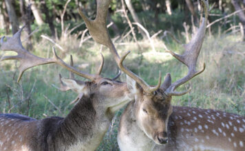 Ragų paieška miškuose: pavojai, apie kuriuos retas pagalvoja Ragų paieška miške.