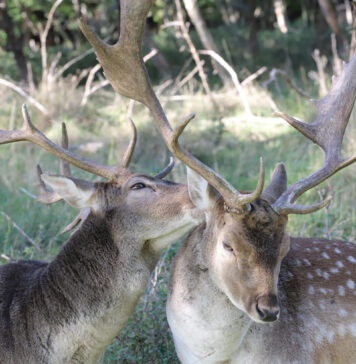 Ragų paieška miškuose: pavojai, apie kuriuos retas pagalvoja Ragų paieška miške.