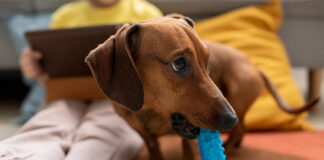 Seni šuns įpročiai neišnyksta? Štai kaip juos pakeisti Seni šuns įpročiai.