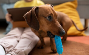 Seni šuns įpročiai neišnyksta? Štai kaip juos pakeisti Seni šuns įpročiai.