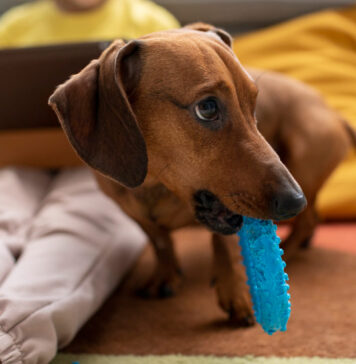 Seni šuns įpročiai neišnyksta? Štai kaip juos pakeisti Seni šuns įpročiai.