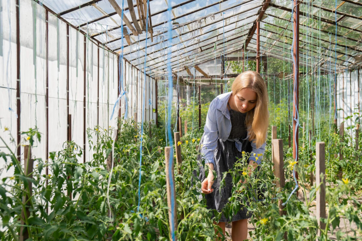 Šiltnamio paruošimas pavasarį. Šiltnamio laistymas.
