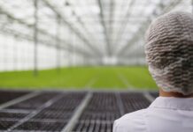 Pavasarį šiltnamį paruoškite teisingai – derlius nustebins Šiltnamio paruošimas pavasarį.