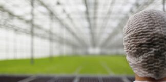 Pavasarį šiltnamį paruoškite teisingai – derlius nustebins Šiltnamio paruošimas pavasarį.