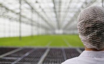 Pavasarį šiltnamį paruoškite teisingai – derlius nustebins Šiltnamio paruošimas pavasarį.