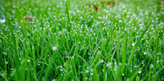 Ar galima pjauti šlapią žolę? Ši klaida gali kainuoti brangiai Šlapia žolė.