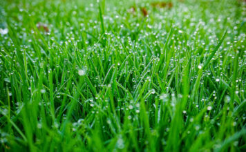 Ar galima pjauti šlapią žolę? Ši klaida gali kainuoti brangiai Šlapia žolė.