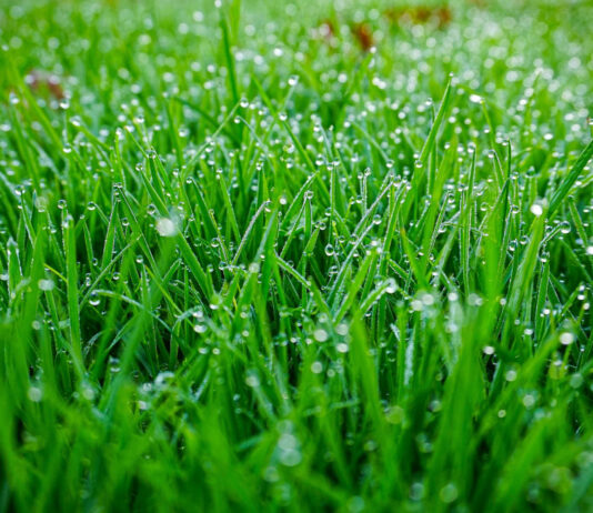 Ar galima pjauti šlapią žolę? Ši klaida gali kainuoti brangiai Šlapia žolė.