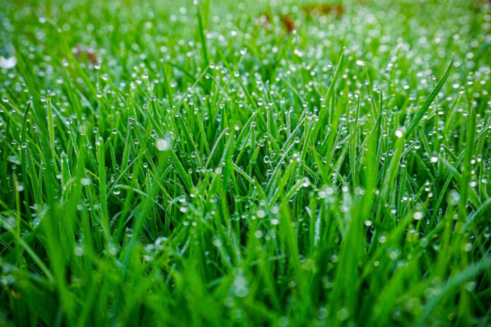 slapia-zole Šlapia žolė.