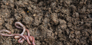 Kodėl sliekai – geriausi sodininko pagalbininkai Sliekai sode.