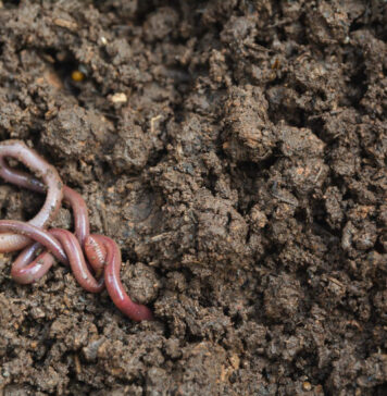 Kodėl sliekai – geriausi sodininko pagalbininkai Sliekai sode.