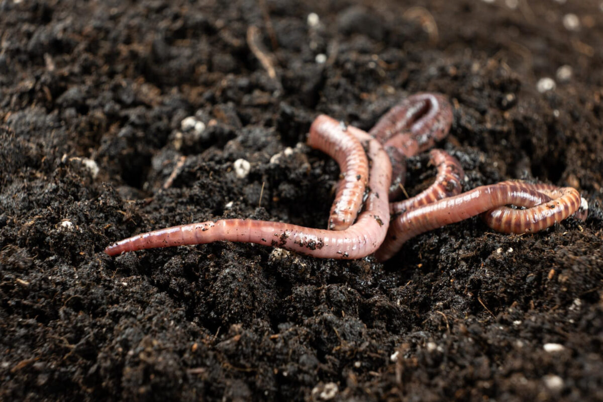 Sliekai sode. Daugelis nesupranta kad kenkia šiems naudingams organizmams.