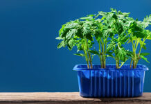 Net ir mažame bute galite turėti sodą: štai kaip išnaudoti kiekvieną kampą Sodas bute.