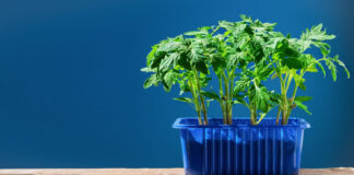 Net ir mažame bute galite turėti sodą: štai kaip išnaudoti kiekvieną kampą Sodas bute.