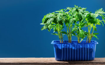 Net ir mažame bute galite turėti sodą: štai kaip išnaudoti kiekvieną kampą Sodas bute.