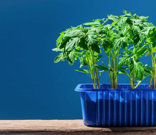 Net ir mažame bute galite turėti sodą: štai kaip išnaudoti kiekvieną kampą Sodas bute.