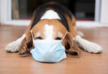 Veterinarai įspėja: šuns kosulys gali reikšti rimtą problemą Šuns kosulys.