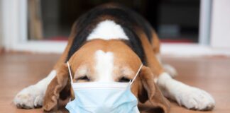 Veterinarai įspėja: šuns kosulys gali reikšti rimtą problemą Šuns kosulys.