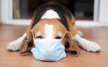 Veterinarai įspėja: šuns kosulys gali reikšti rimtą problemą Šuns kosulys.