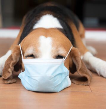 Veterinarai įspėja: šuns kosulys gali reikšti rimtą problemą Šuns kosulys.