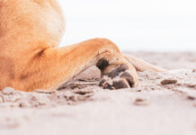 Šuns letenos kasdien patiria didžiulį krūvį: kaip jas tinkamai prižiūrėti namuose Šuns letenų priežiūra.