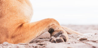 Šuns letenos kasdien patiria didžiulį krūvį: kaip jas tinkamai prižiūrėti namuose Šuns letenų priežiūra.