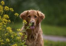 Šuns mityba pavasarį: ką pataria specialistai Šuns mitybą pavasarį.