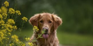 Šuns mityba pavasarį: ką pataria specialistai Šuns mitybą pavasarį.