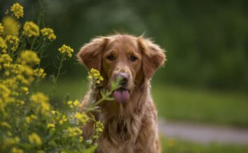 Šuns mityba pavasarį: ką pataria specialistai Šuns mitybą pavasarį.