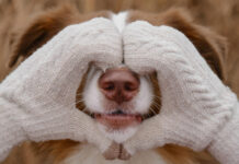 Jūsų šuo gali jausti tai, ko nematote: 3 paslaptingi pojūčiai Šuns paslėpti pojūčiai.