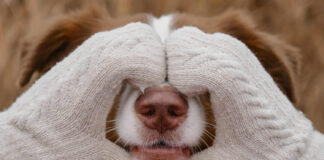 Jūsų šuo gali jausti tai, ko nematote: 3 paslaptingi pojūčiai Šuns paslėpti pojūčiai.