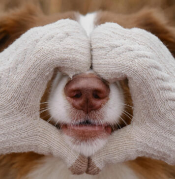 Jūsų šuo gali jausti tai, ko nematote: 3 paslaptingi pojūčiai Šuns paslėpti pojūčiai.