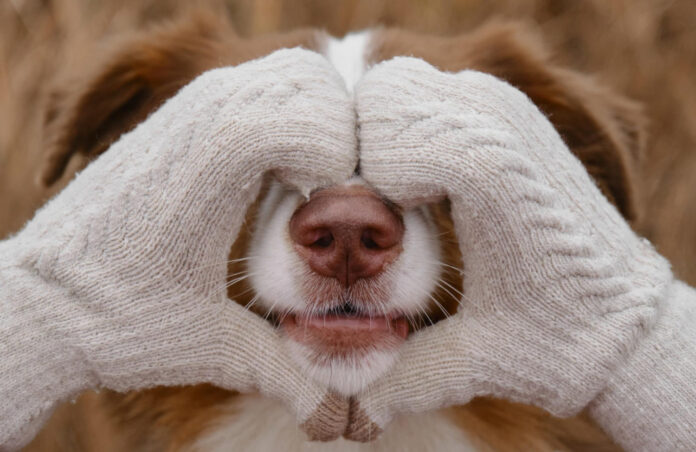 suns-paslepti-pojuciai Šuns paslėpti pojūčiai.