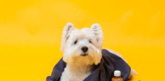 Kaip pasirinkti šunų odos priežiūros produktus: veterinarų patarimai Šunų odos priežiūros produktai.