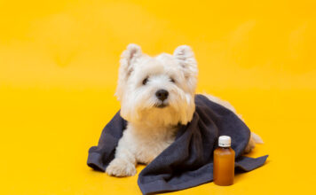 Kaip pasirinkti šunų odos priežiūros produktus: veterinarų patarimai Šunų odos priežiūros produktai.