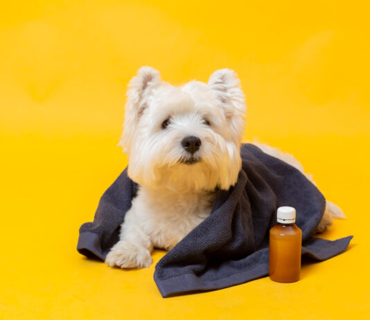 Kaip pasirinkti šunų odos priežiūros produktus: veterinarų patarimai Šunų odos priežiūros produktai.