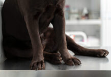 Šuniui staiga patino sąnarys? Veterinarai įspėja Šunų sanarių patinimas.