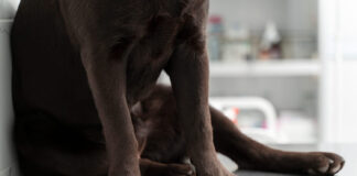 Šuniui staiga patino sąnarys? Veterinarai įspėja Šunų sanarių patinimas.