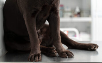 Šuniui staiga patino sąnarys? Veterinarai įspėja Šunų sanarių patinimas.